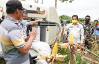 Petani Jagung Kering Keerom Panen Perdana di masa Pandemi Covid-19